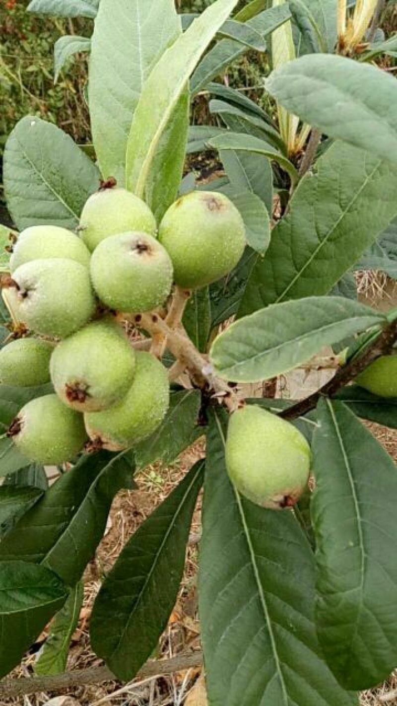 枇杷树苗30~50cm