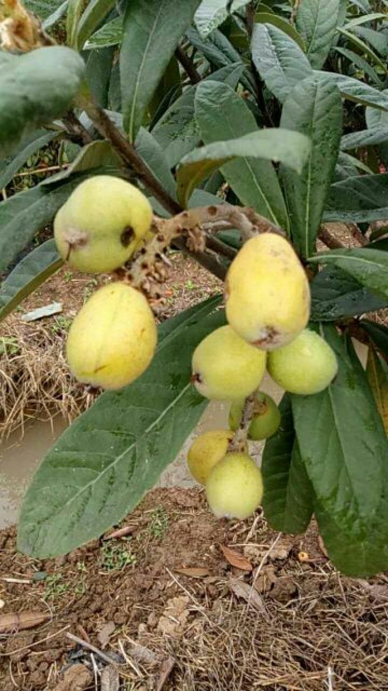 枇杷树苗30~50cm