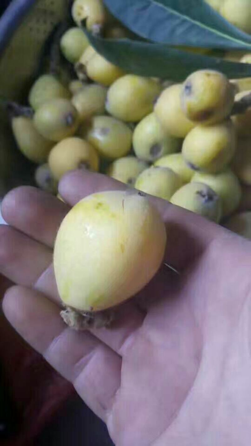 枇杷树苗30~50cm