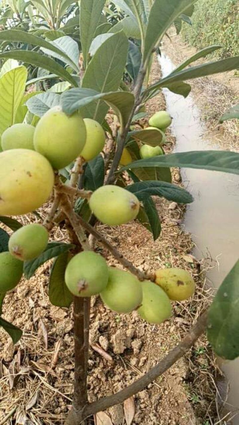 枇杷树苗30~50cm