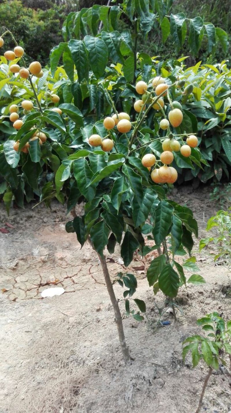 黄皮果苗30~50cmcm