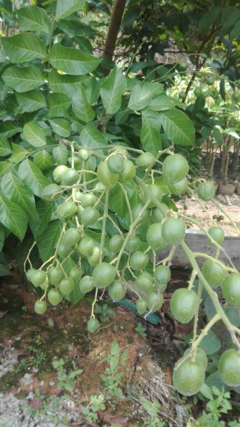 黄皮果苗30~50cmcm