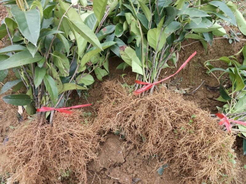 布福娜2年苗树苗50~80cm