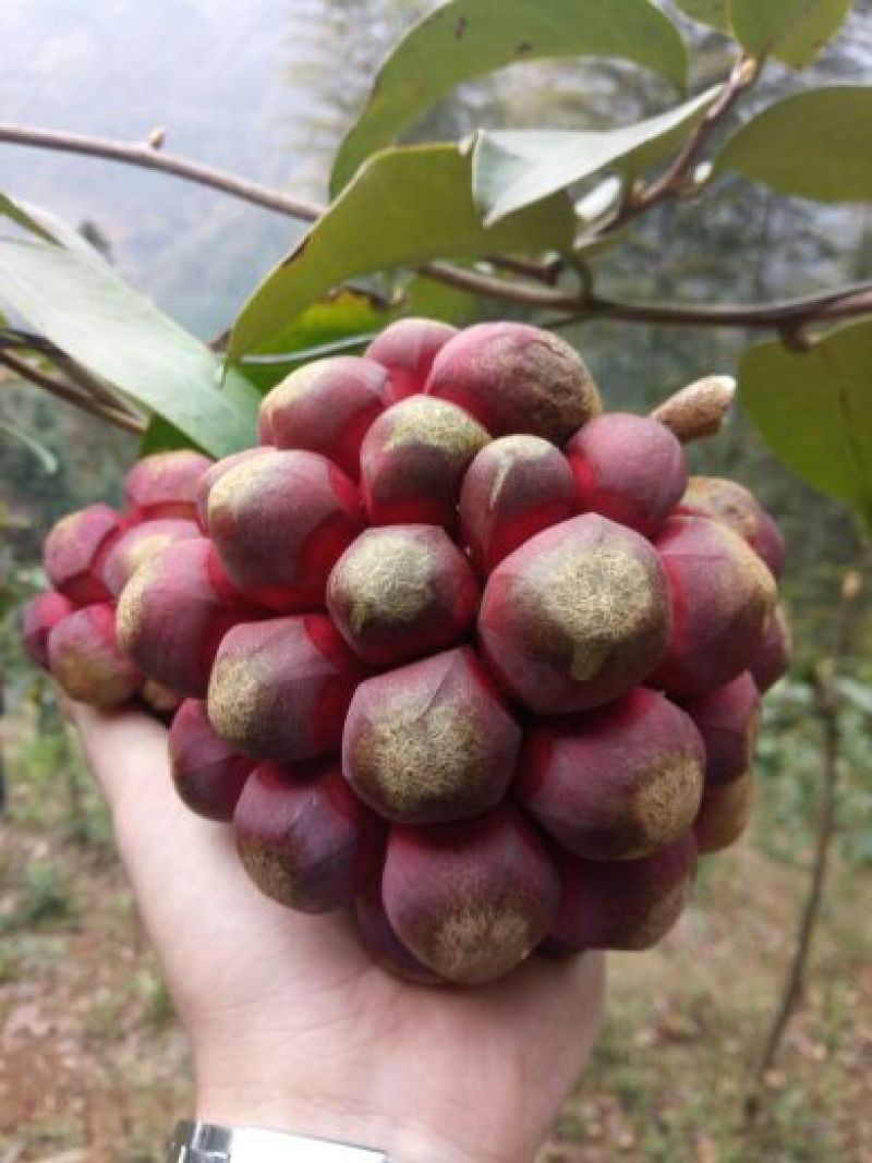 布福娜2年苗树苗50~80cm