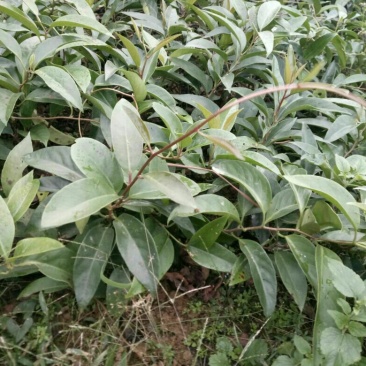布福娜2年苗树苗50~80cm