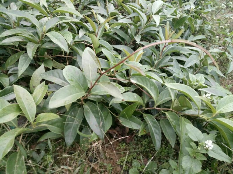 布福娜2年苗树苗50~80cm