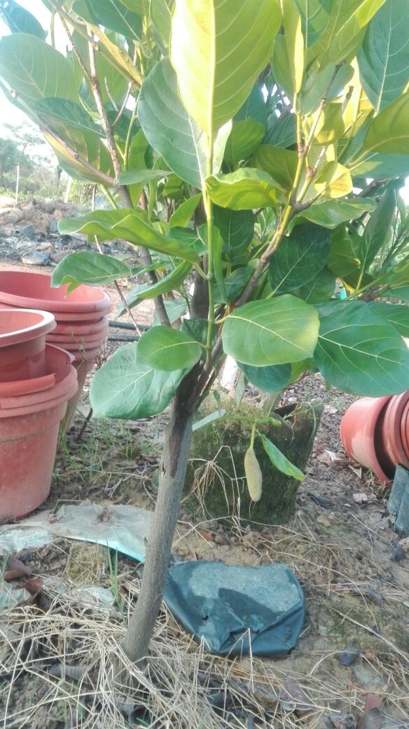 1号菠萝蜜苗稿接树