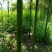 香樟苗80cm以上