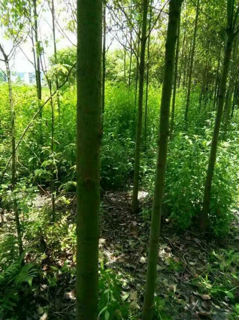 香樟苗80cm以上
