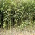 香樟苗80cm以上
