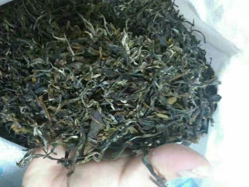 普洱绿茶