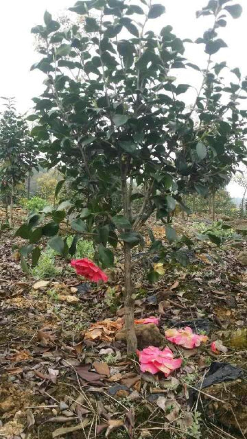 茶花100~140cm