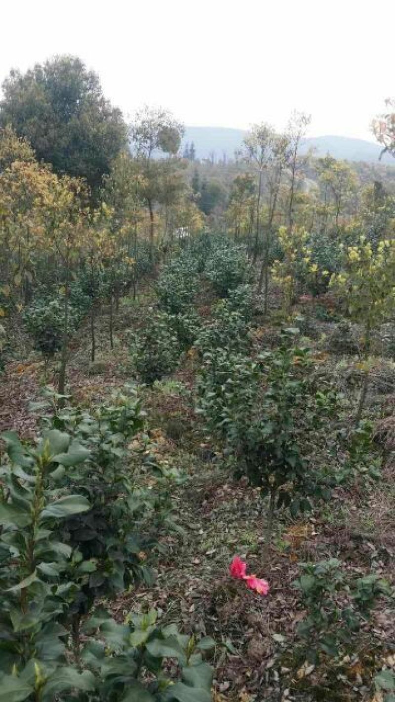 茶花100~140cm