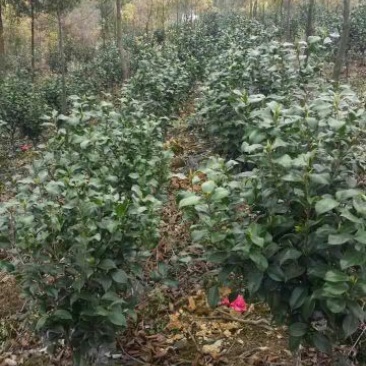 茶花100~140cm
