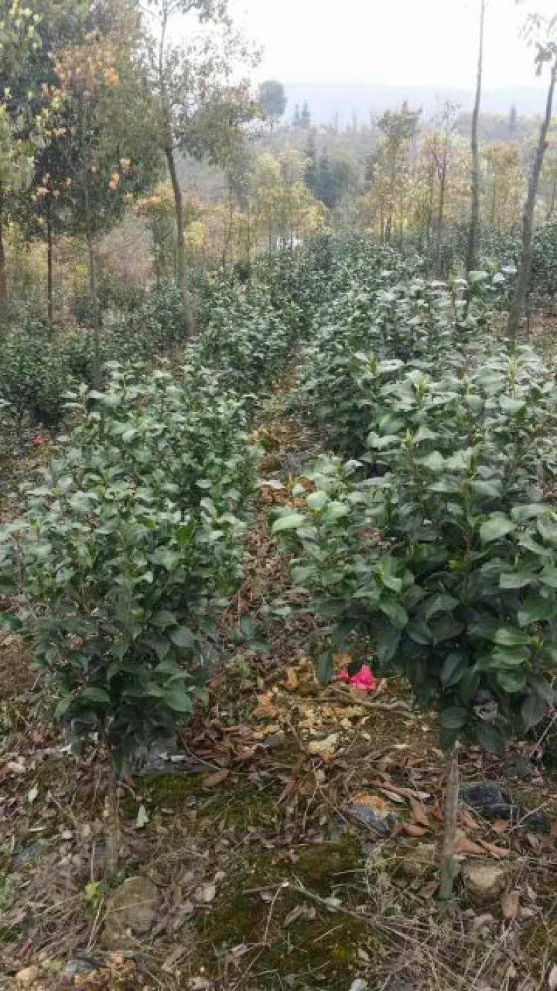 茶花100~140cm