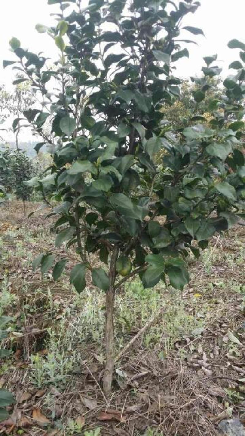 茶花100~140cm