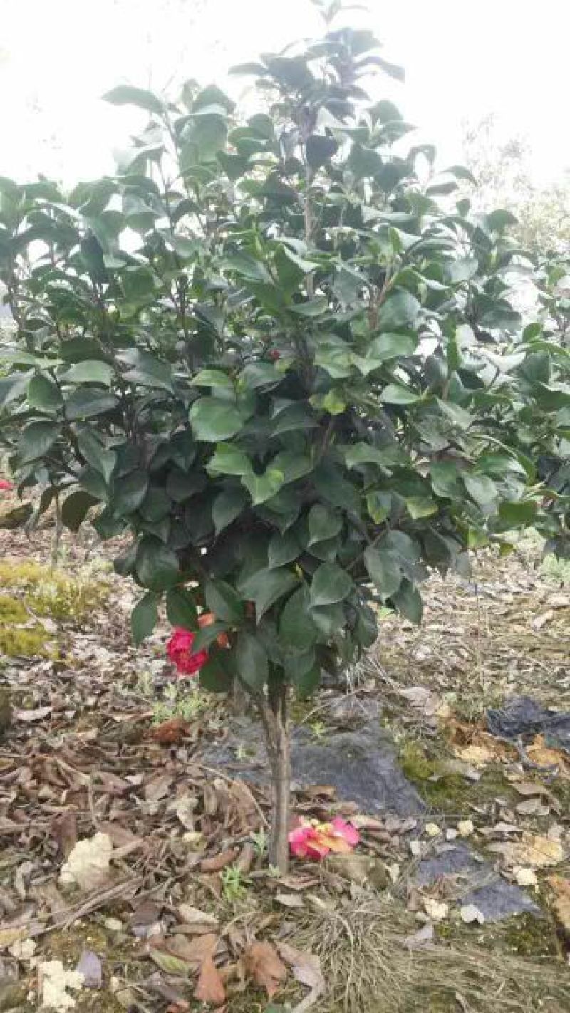 茶花100~140cm