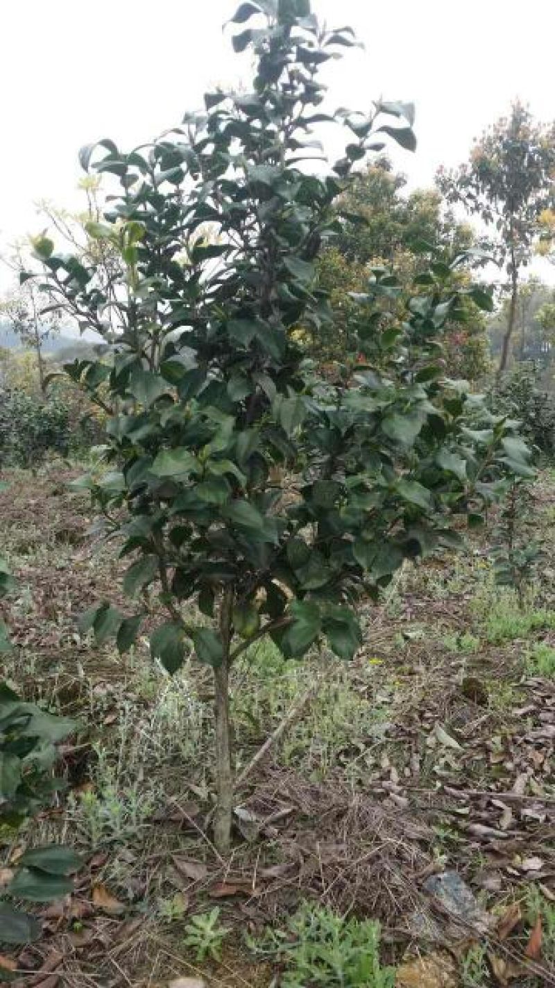 茶花100~140cm