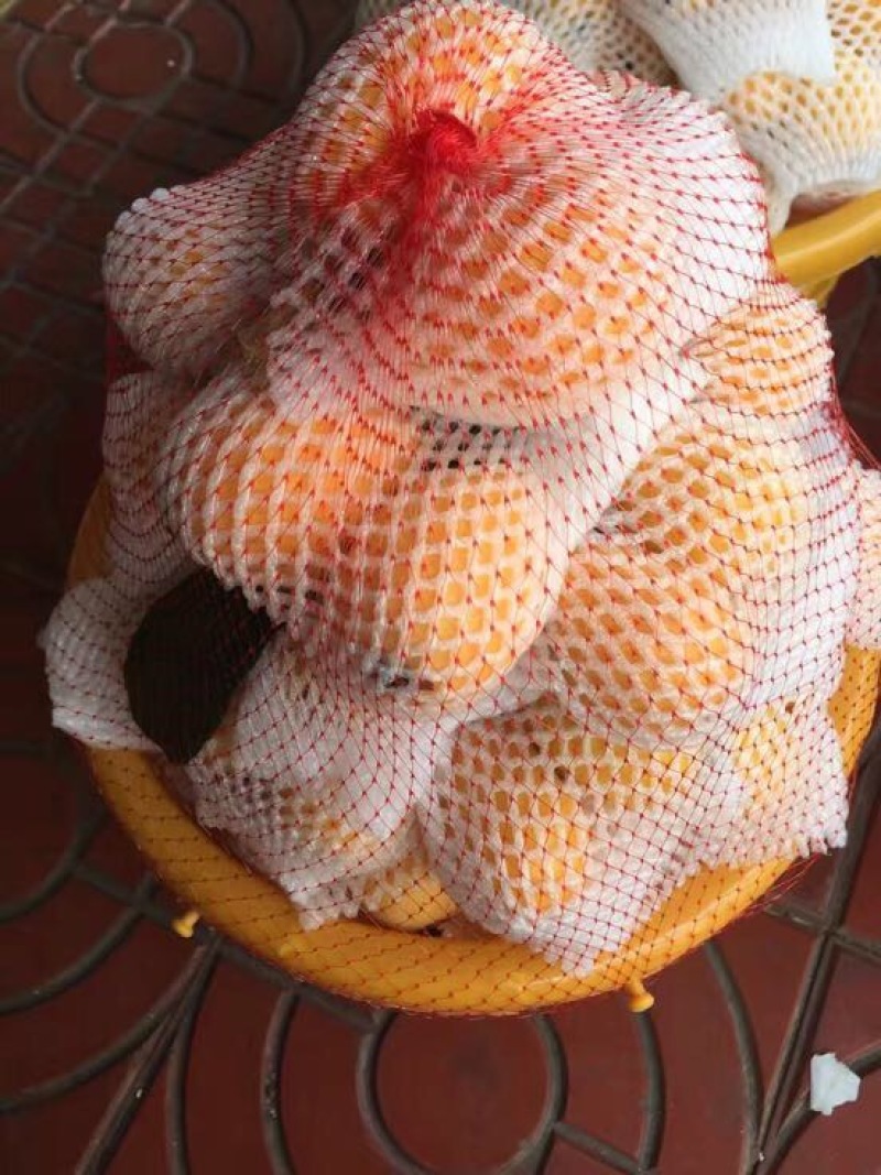 枇杷