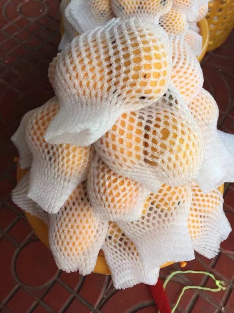 枇杷