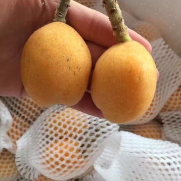 枇杷