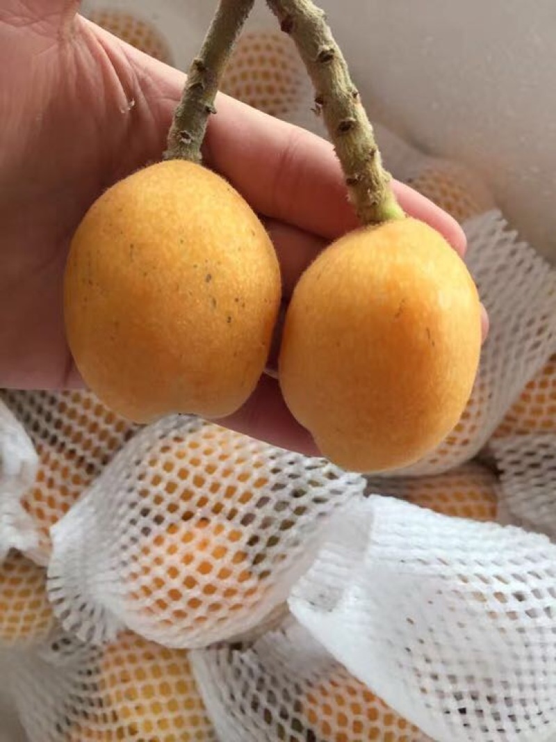 枇杷