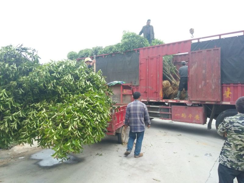丹桂福建丹桂桂花红桂丹桂苗丹桂树血桂八月桂