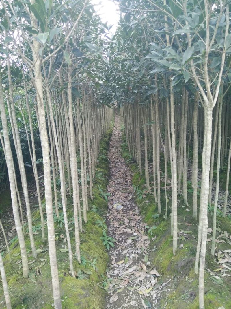 丹桂福建丹桂桂花红桂丹桂苗丹桂树血桂八月桂
