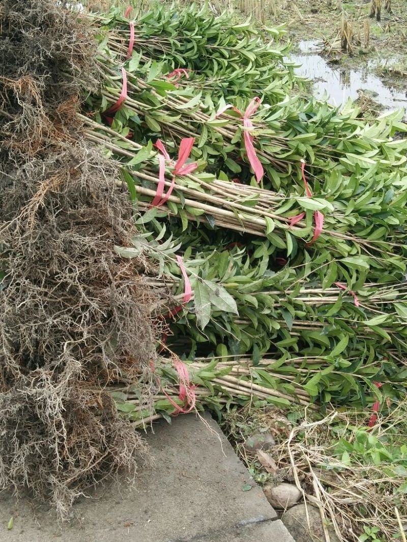 丹桂福建丹桂桂花红桂丹桂苗丹桂树血桂八月桂