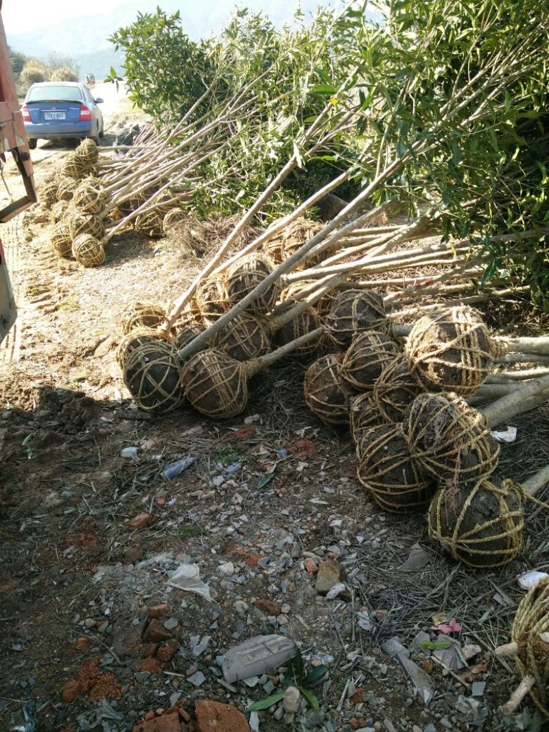 丹桂福建丹桂桂花红桂丹桂苗丹桂树血桂八月桂