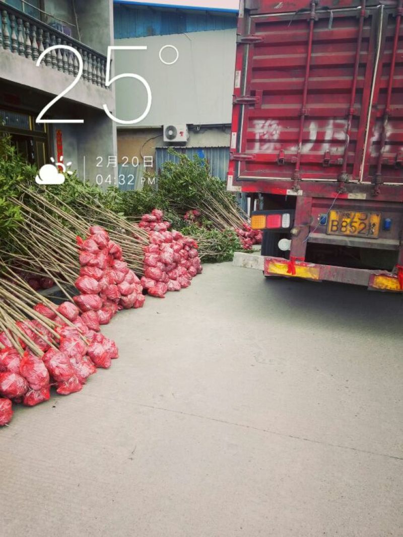 丹桂福建丹桂桂花红桂丹桂苗丹桂树血桂八月桂