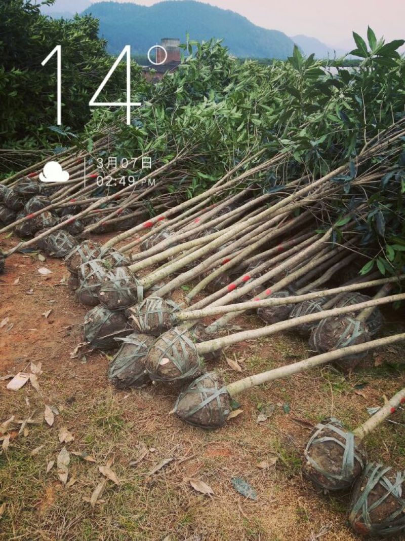 丹桂福建丹桂桂花红桂丹桂苗丹桂树血桂八月桂