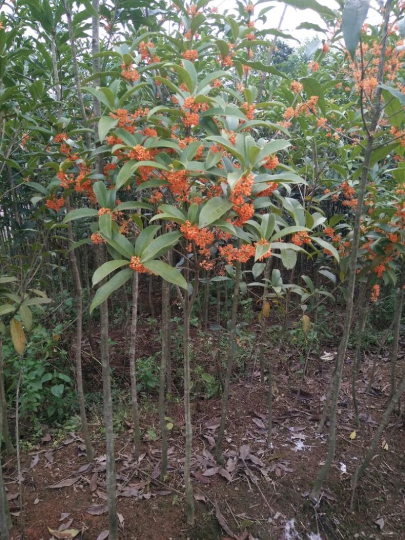丹桂福建丹桂桂花红桂丹桂苗丹桂树血桂八月桂