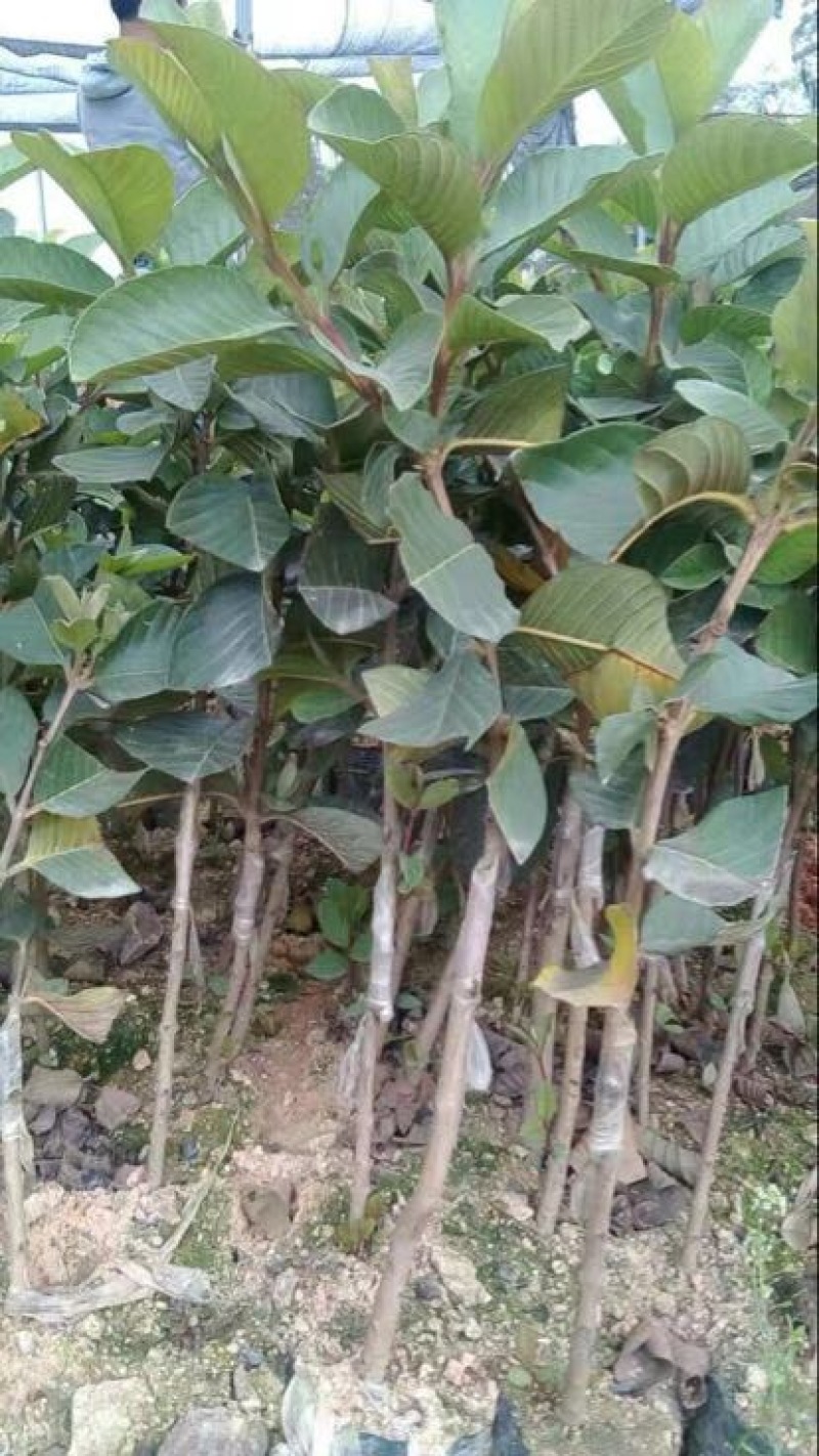 番石榴苗珍珠番石榴苗