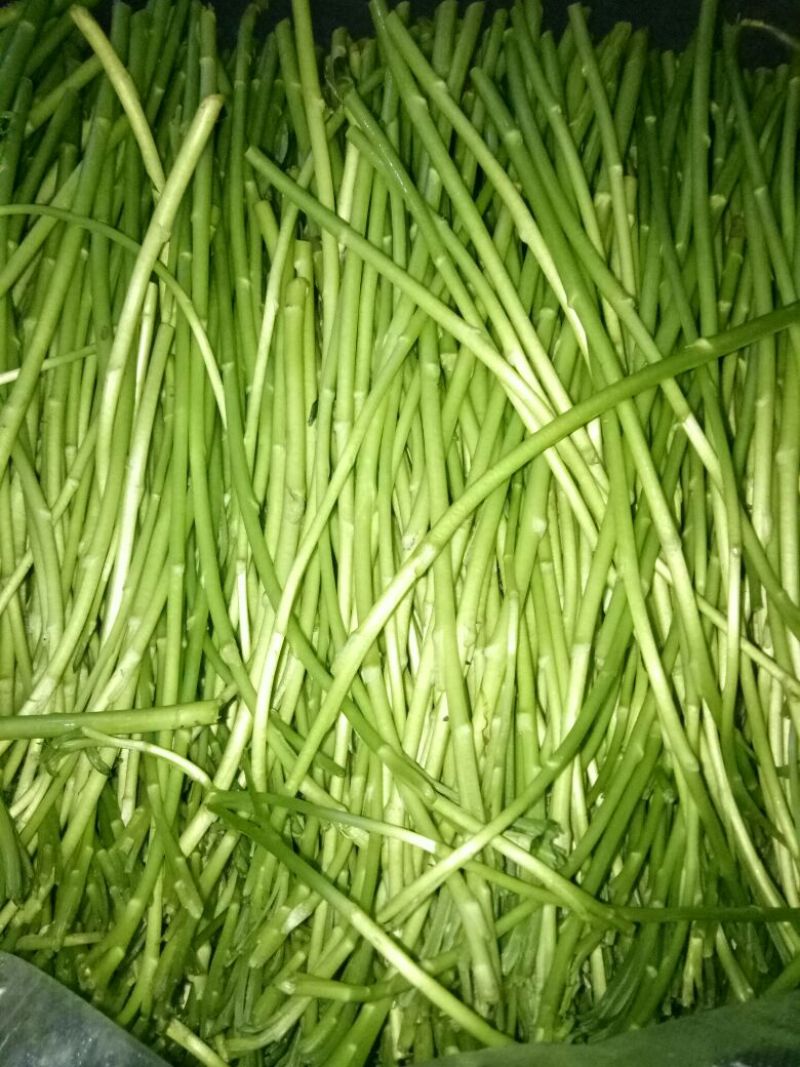 芦篙