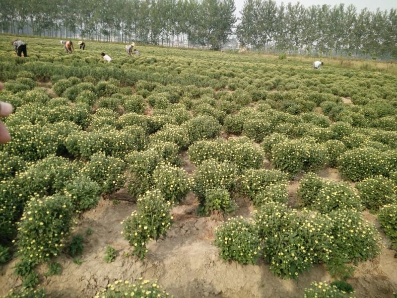 药用菊花袋装