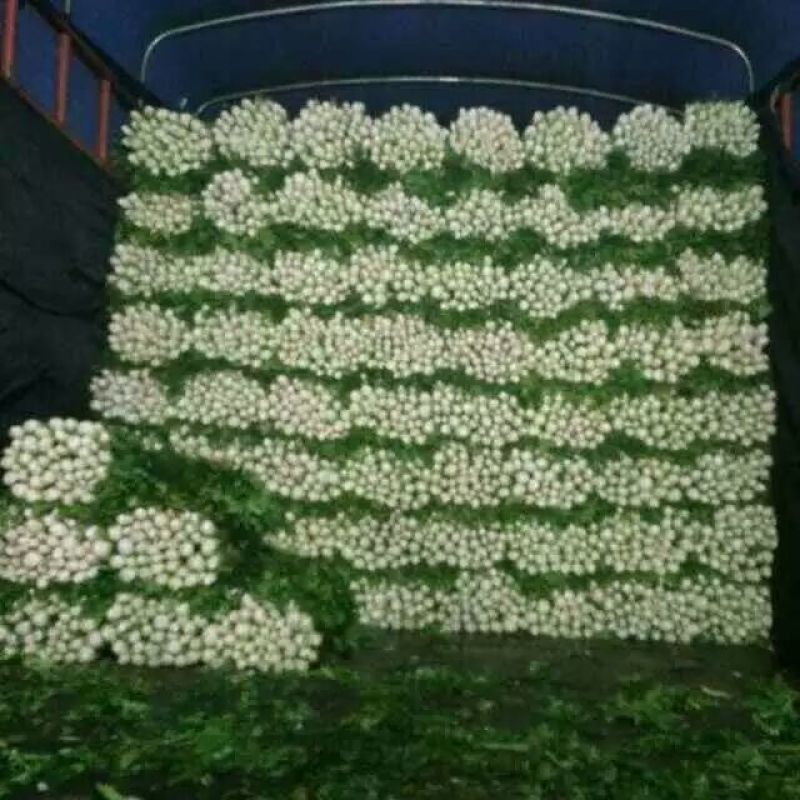 河北精品西芹，黄亮，中粗，诚信专业代发全国