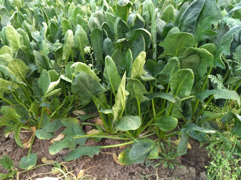 大叶菠菜25~30厘米
