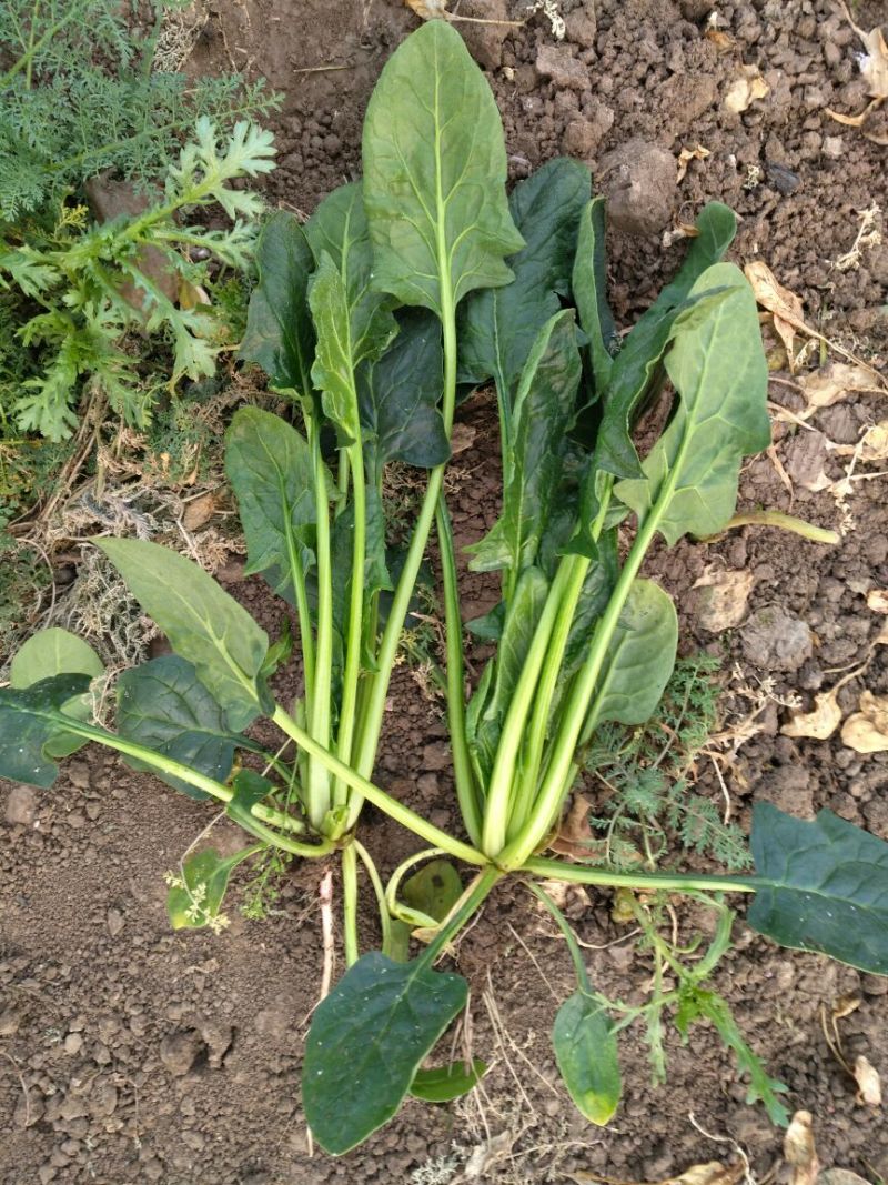 大叶菠菜25~30厘米