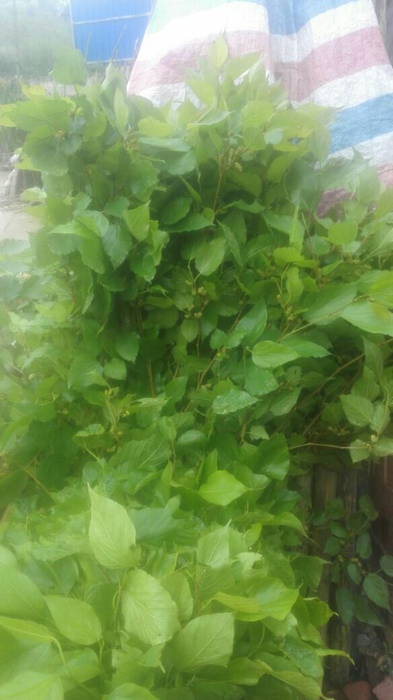桑树苗30~40cm