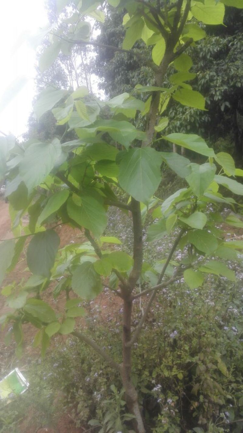 桑树苗30~40cm