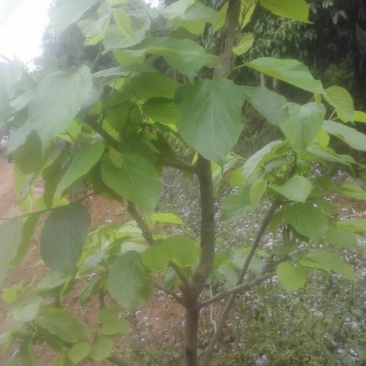 桑树苗30~40cm