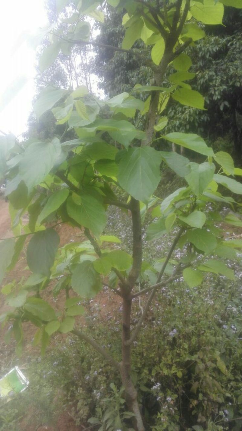 桑树苗30~40cm