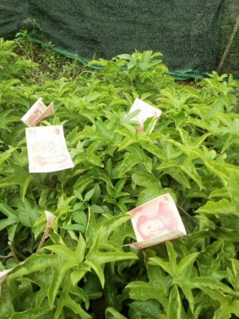 百香果苗10~20cm