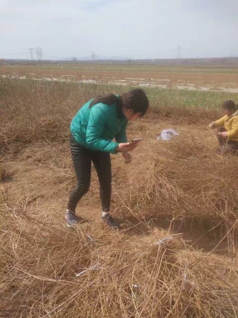连翘苗