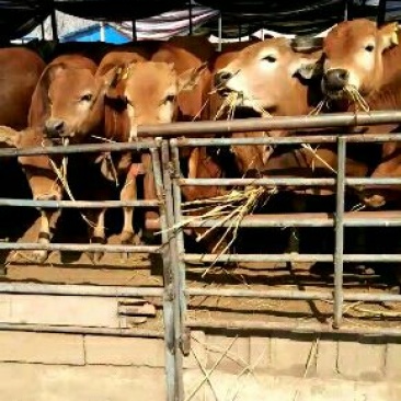 鲁西黄牛犊100~200kg