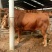 鲁西黄牛犊100~200kg
