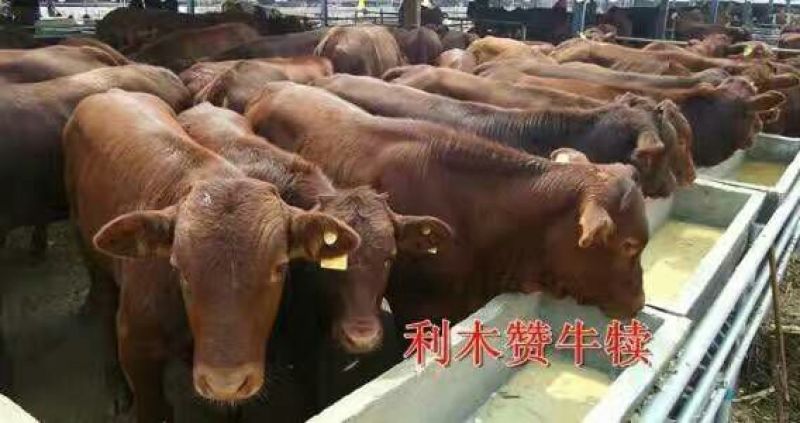 鲁西黄牛犊100~200kg