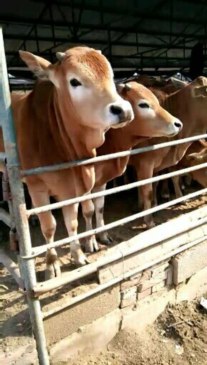 鲁西黄牛犊100~200kg