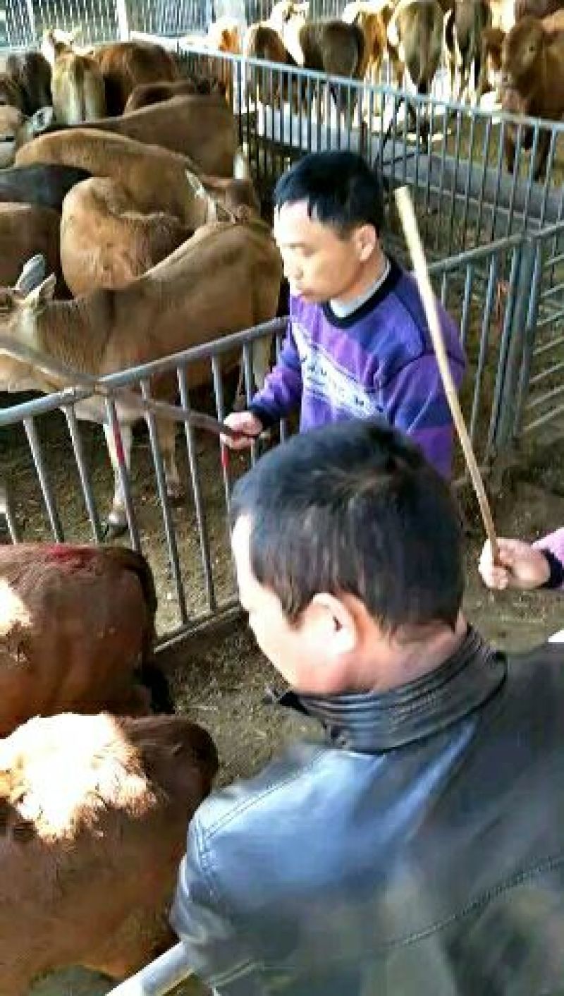鲁西黄牛犊100~200kg